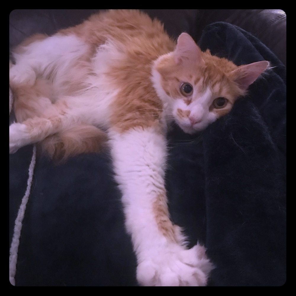 Meet your Posher, Alexandra